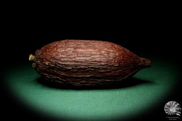 Theobroma cacao eine Trockenfrucht