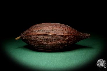 Theobroma cacao eine Trockenfrucht