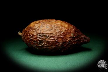 Theobroma cacao  a dried fruit