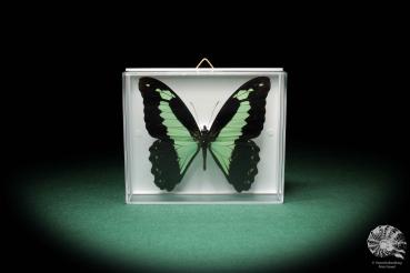 Papilio phorcas a butterfly