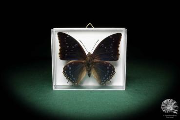Charaxes tiridates a butterfly