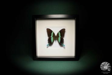 Papilio blumei ein Schmetterling