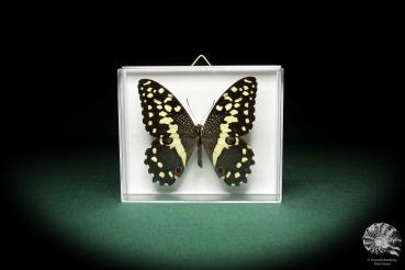 Papilio demodocus ein Schmetterling
