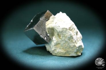 Pyrit XX in Mergelmatrix ein Mineral