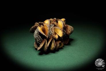 Banksia menziesii  a dried fruit