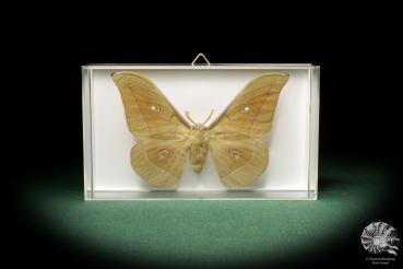 Antheraea pernyi a butterfly