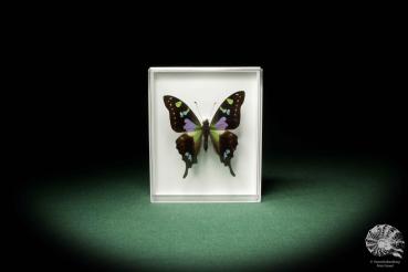 Graphium weiskei a butterfly