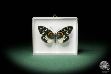 Erasmia pulchella a butterfly