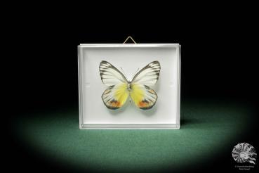 Delias periboea a butterfly