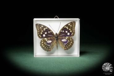 Sasakia charonda a butterfly