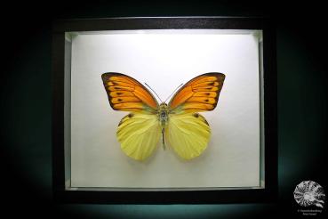 Hebomoia leucippe daemonis ein Schmetterling