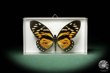 Papilio zagreus ein Schmetterling