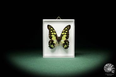 Graphium tynderaeus a butterfly