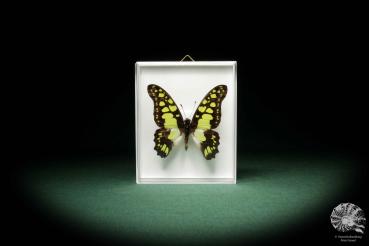 Graphium tynderaeus a butterfly