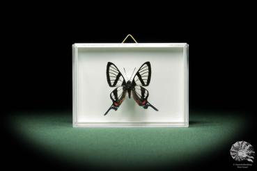 Chorinea octauius ein Schmetterling