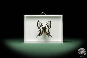 Chorinea octauius ein Schmetterling