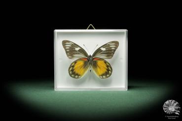 Delias rosenbergi a butterfly